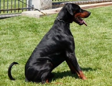 Solo Limited Edition El Greco Nero Solo Limited Edition El Greco Nero Doberman Pinscher