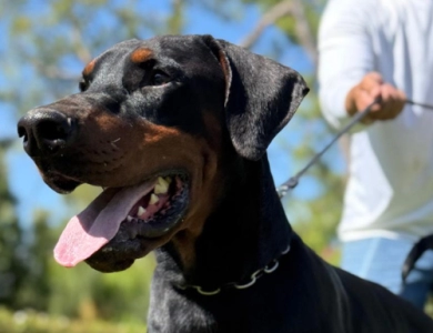 Solo Limited Edition El Greco Nero Solo Limited Edition El Greco Nero Doberman Pinscher