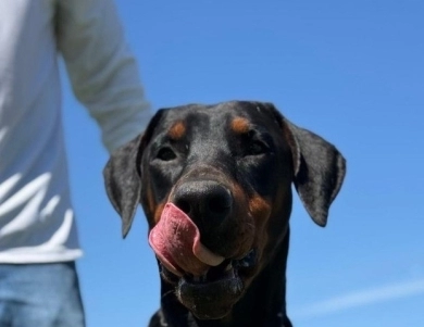 Solo Limited Edition El Greco Nero Solo Limited Edition El Greco Nero Doberman Pinscher