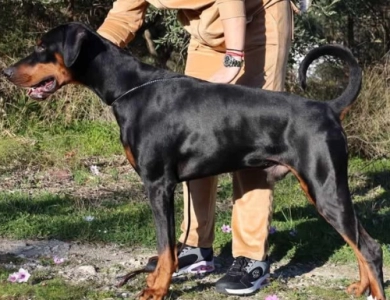 Solo Limited Edition El Greco Nero Solo Limited Edition El Greco Nero Doberman Pinscher