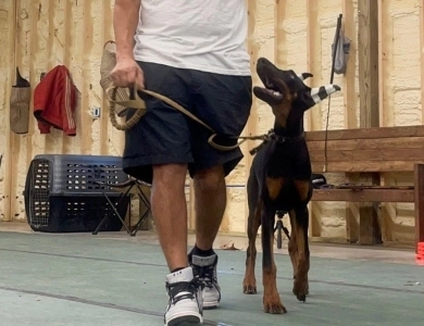 AKC Full Euro AKC Full Euro Doberman Pinscher