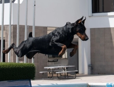 AKC Full Euro AKC Full Euro Doberman Pinscher