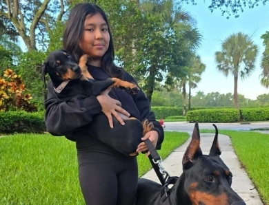 AKC Full Euro AKC Full Euro Doberman Pinscher