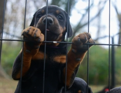 AKC Full Euro AKC Full Euro Doberman Pinscher