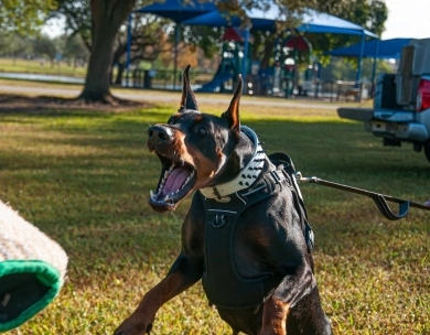 AKC Full Euro AKC Full Euro Doberman Pinscher