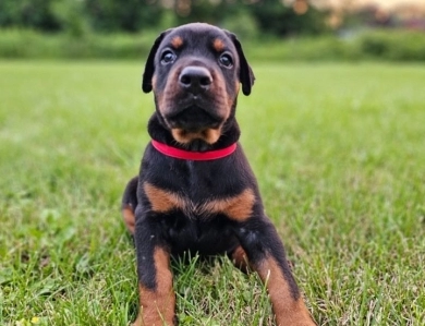 AKC Full Euro AKC Full Euro Doberman Pinscher