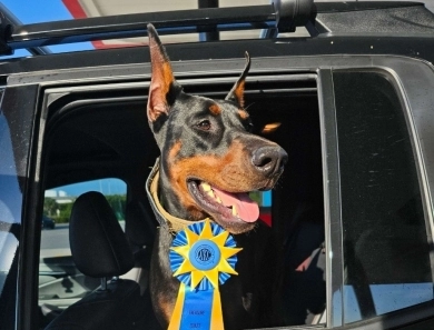 AKC Full Euro AKC Full Euro Doberman Pinscher