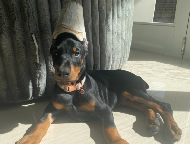 AKC Full Euro AKC Full Euro Doberman Pinscher