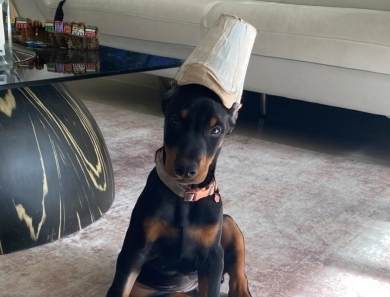 AKC Full Euro AKC Full Euro Doberman Pinscher