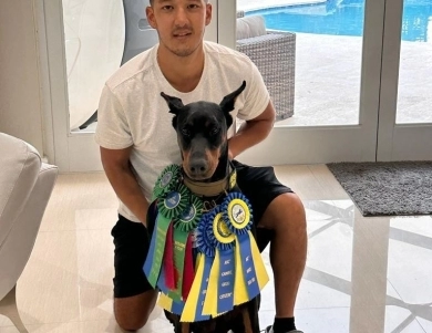 AKC Full Euro AKC Full Euro Doberman Pinscher