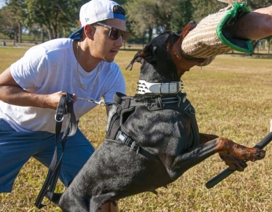 AKC Full Euro AKC Full Euro Doberman Pinscher