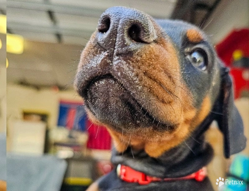 AKC Full Euro  Doberman Pinscher