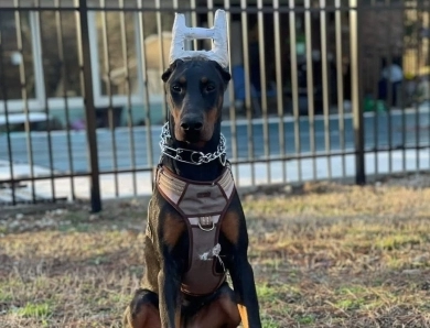 AKC Full Euro AKC Full Euro Doberman Pinscher