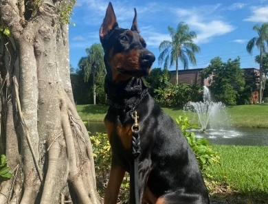 AKC Full Euro AKC Full Euro Doberman Pinscher