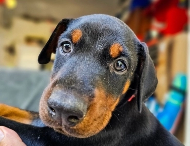 AKC Full Euro AKC Full Euro Doberman Pinscher
