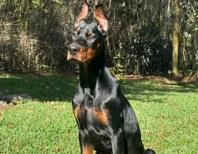 AKC Full Euro AKC Full Euro Doberman Pinscher