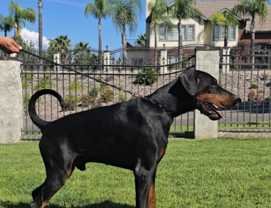 AKC Full Euro AKC Full Euro Doberman Pinscher