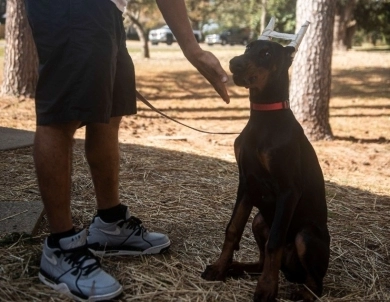 AKC Full Euro AKC Full Euro Doberman Pinscher