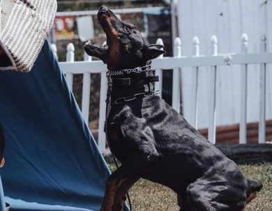 AKC Full Euro AKC Full Euro Doberman Pinscher