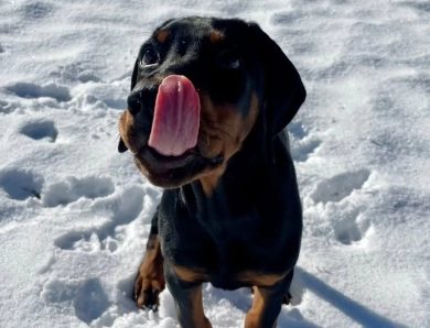 AKC Full Euro AKC Full Euro Doberman Pinscher