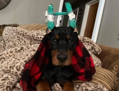 AKC Full Euro AKC Full Euro Doberman Pinscher