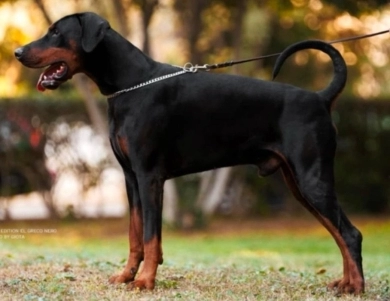AKC Full Euro AKC Full Euro Doberman Pinscher