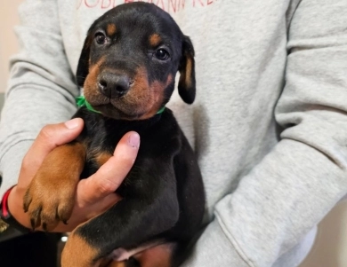 AKC Full Euro AKC Full Euro Doberman Pinscher