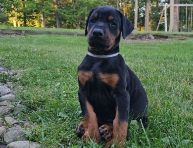 AKC Full Euro AKC Full Euro Doberman Pinscher