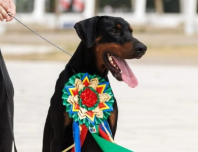 AKC Full Euro AKC Full Euro Doberman Pinscher