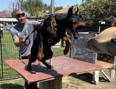 AKC Full Euro AKC Full Euro Doberman Pinscher