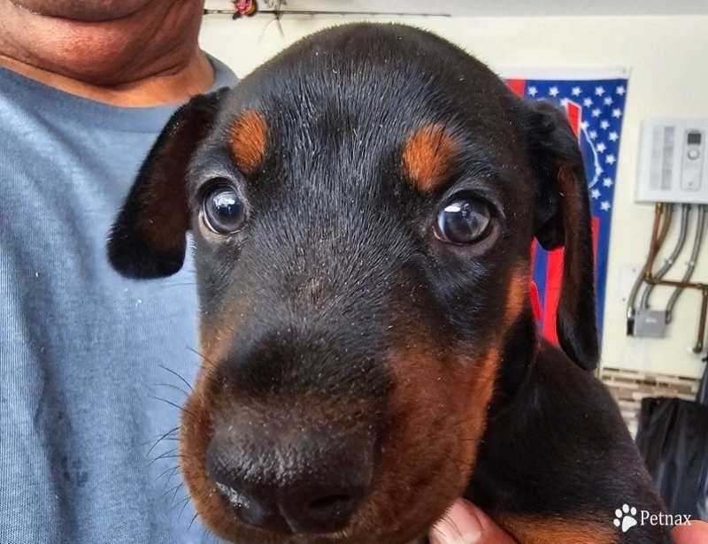 AKC Full Euro  Doberman Pinscher