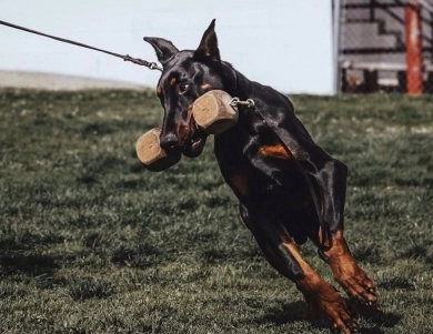 AKC Full Euro AKC Full Euro Doberman Pinscher