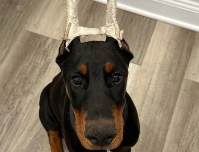AKC Full Euro AKC Full Euro Doberman Pinscher