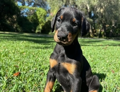 AKC Full Euro AKC Full Euro Doberman Pinscher