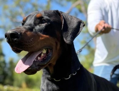 AKC Full Euro AKC Full Euro Doberman Pinscher