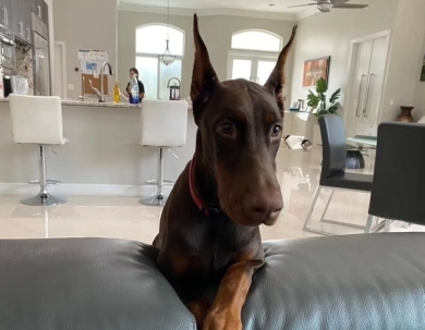 AKC Full Euro AKC Full Euro Doberman Pinscher