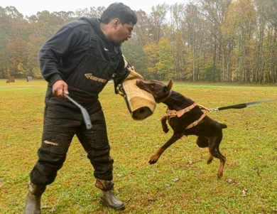 AKC Full Euro AKC Full Euro Doberman Pinscher