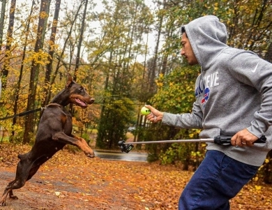 AKC Full Euro AKC Full Euro Doberman Pinscher