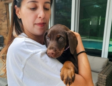 AKC Full Euro AKC Full Euro Doberman Pinscher