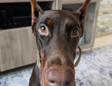 AKC Full Euro AKC Full Euro Doberman Pinscher