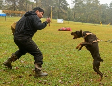 AKC Full Euro AKC Full Euro Doberman Pinscher