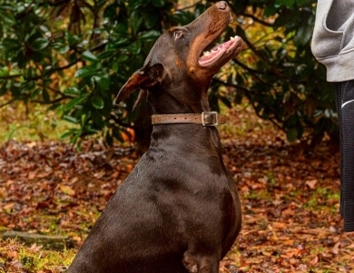AKC Full Euro AKC Full Euro Doberman Pinscher