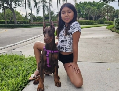 AKC Full Euro AKC Full Euro Doberman Pinscher