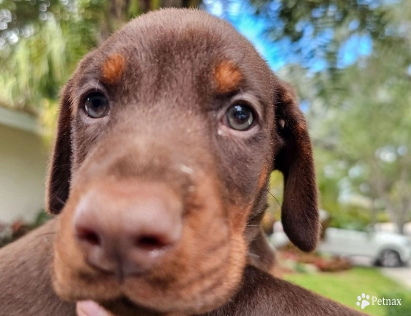 AKC Full Euro  Doberman Pinscher