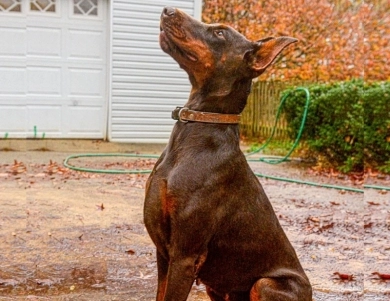 AKC Full Euro AKC Full Euro Doberman Pinscher