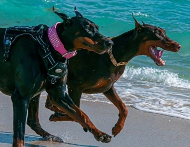 AKC Full Euro AKC Full Euro Doberman Pinscher