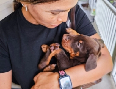 AKC Full Euro AKC Full Euro Doberman Pinscher