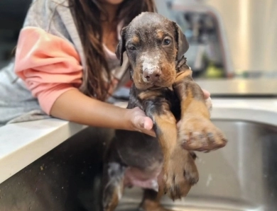 AKC Full Euro AKC Full Euro Doberman Pinscher