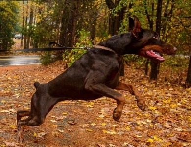 AKC Full Euro AKC Full Euro Doberman Pinscher