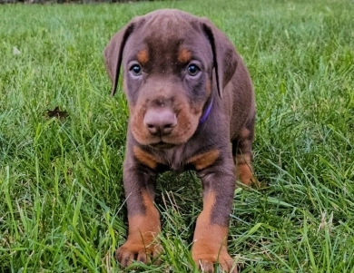 AKC Full Euro AKC Full Euro Doberman Pinscher